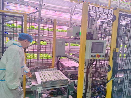 科技賦能農(nóng)業(yè)未來(lái) 全省單體規(guī)模最大植物工廠在榆投運(yùn)，單位面積產(chǎn)量超傳統(tǒng)農(nóng)田60倍